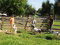 Unsere Tiere auf dem Ferienhof Bayerischer Wald